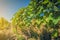 Vineyards of wine region of Georgia - Kakheti