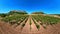 vineyards of winegrowing Corsica