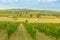 vineyards of winegrowing Tuscany