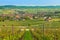 Vineyards of winegrowing village of Hallau