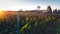 Vineyards And Winery In Soft Sunlight, Picturesque Rural Landscape Organic Wine Production Concept