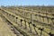 Vineyards in winter