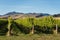 Vineyards at Wither Hills, New Zealand