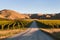 Vineyards in Wither Hills, New Zealand