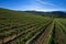 Vineyards and woods on the hill side Cascina Saliceti located in the Municipality of Montegioco Piedmont Italy