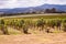 Vineyards in Yarra Valley near Melbourne, Australia