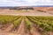 Vineyards in Yarra Valley near Melbourne, Australia