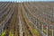 Vineyards with young vines