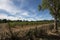 Vineyards at ÃŽle Saint-Honorat, France