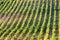 Vineyars, France