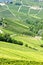 Vineyars, Piedmont, Italy