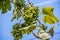 Vining green wine grapes against a blue sky - close-up and selective focus