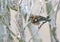Vink, Common Chaffinch, Fringilla coelebs