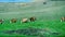 Vintage 8mm Traveling by grazing cattle