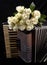 Vintage accordion and a bouquet of white roses. Concept of a nostalgic music.