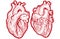 Vintage anatomical engraving style human hearts vector illustration