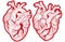 Vintage anatomical engraving style human hearts vector illustration