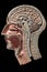 Vintage anatomy model of the human head
