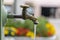 Vintage animal head brass tap with drinking water on the city street, Italy