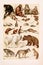 Vintage animal illustration. Natural History. Zoological Chart. Ca1890