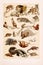 Vintage animal illustration. Natural History. Zoological Chart. Ca1890