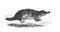 Vintage animal platypus Ornithorhynchus anatinus or duck-billed platypus wild animal. Australia. hand drawn illustration of wild