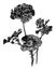 Vintage Antique Line Art Illustration, Drawing or Vector Engraving of Blooming Pelargonium Flower.