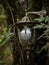 Vintage antique retro classic streetlamp light bulb lantern on green tree plant outdoor nature Chorro de Giron Ecuador