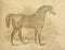 Vintage Arabian Horse Print