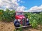 A vintage Austin car on a sunflower field on a sunny summer day