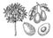 Vintage avocado illustrations set. Whole avocado fruit, cut half piece with core and flesh. Exotic tree drawing. Decorative branch