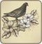 Vintage background with bird dove and blooming ros