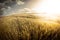 Vintage barley field.