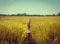 Vintage barley field. Barley grain is used for flour, barley bread, barley beer, some whiskeys, some vodkas, and animal