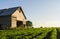 Vintage barn in the afternoon light.