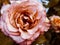 Vintage beautiful defocused photo rose flowers in garden.