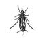 Vintage Beetle Illustration - Black and White Insect Art