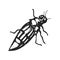 Vintage Beetle Illustration - Black and White Insect Art