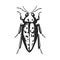 Vintage Beetle Illustration - Black and White Insect Art