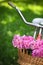 Vintage bicycle with basket with peony flowers