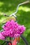 Vintage bicycle with basket with peony flowers