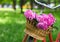 Vintage bicycle with basket with peony flowers