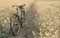 Vintage Bicycle in a rural mustard field