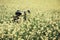 Vintage Bicycle in rural mustard field