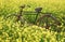 Vintage Bicycle in rural mustard field