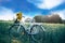 Vintage bicycle with sunflowers