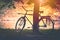 Vintage bicycle by tree at sunset