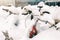 Vintage bike covered with big thick snow layer after blizzard at european city street in winter. Abandoned bicycle buried in