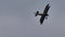 Vintage biplane of First World War WWI in grey heavy rain cloudy sky. Copy space