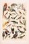 Vintage birds illustration. Natural History. Zoological Chart. Ca1890